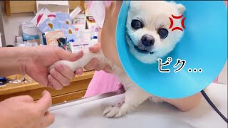 恐怖の注射💉耳を塞ぎたくなるチワワの泣き叫ぶ声【健康診断】Dog health check