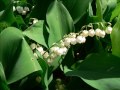 le muguet du 1 er mai ♥ hd