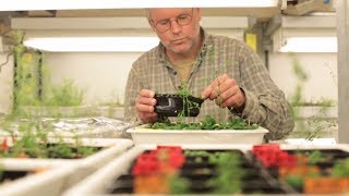 John Bowman Genetic Biologist
