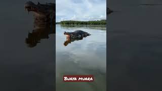 Ngeri‼️Buaya muara terbesar terekam kamera ponsel#shorts