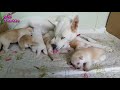 진돗개 강아지 모유 수유 꼬물이 인절미 funny and cute puppies