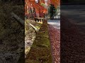 autumn leaves by a beautiful bridge in karuizawa japan.