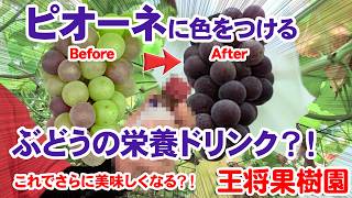 ピオーネの栄養ドリンク？！おかげでピオーネが一気に色付いてきました！　8月末のピオーネの様子をごらんください。