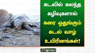 கடலில் கலந்த கழிவுகளால் கரை ஒதுங்கும் கடல் வாழ் உயிரினங்கள்  | செய்தித்துளிகள் | PuthuyugamTV