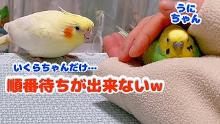 他の子がなでられているのを見たら割り込みせずにはいられないオカメインコ🐣#セキセイインコ#インコ#オカメインコ