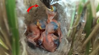 Beautiful babies of Zitting cisticola bird @BirdsofNature107