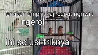 trik dan solusi jitu anak emprit kaji supaya ngriwik bunyi dan ngerol