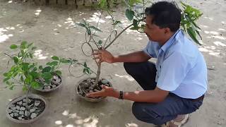 जानिए बोनसाई (Bonsai ) के बारे में जानिए बोनसाई (Bonsai ) के बारे में