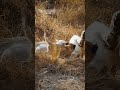 cute albino white lion cub joins the milk bar funny and cute animal cub videos