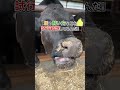 【これが大事⁉️】牛の体重計測🐮