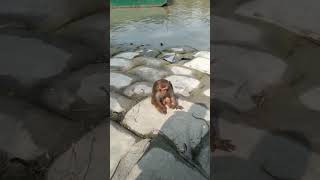 Rhesus Macaque at Karamjal #shortvideo #monkey #sundarban