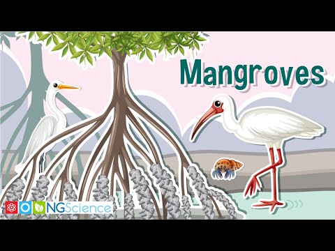 What are mangroves in simple words?