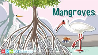 Mangroves – Guardians of the Coast