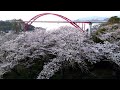 【春の美景】音戸の瀬戸公園 ドローン空撮 広島県呉市 4k drone aerial video of cherry blossoms at ondo seto park in hiroshima