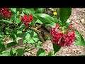 Giant Swallowtail Butterflies Feeding on Pentas ♥ Florida