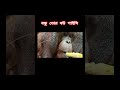 বন্ধু তোর ব উ পাইসি ভাইরাল_ভিডিও ভাইরালগান ভিডিওটি_ভালো_লাগলে_অবশ্যই_চ্যানেলটি_সাবস্ক্রাইব_করবেন_