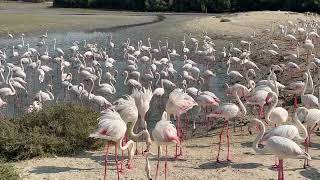 Flamingos at Ras Al Khor Wildlife Sanctuary in Dubai, UAE