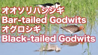 【よく似ている鳥】オオソリハシシギとオグロシギ Bar tailed Godwits＆Black tailed Godwits