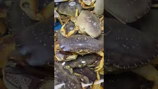 LIVE CRABS