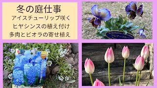 【ガーデニング】多肉とビオラの寄せ植え🌱冬咲きチューリップ咲く🌱ヒヤシンスの植え付け