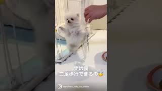 僕ルディ🐶特殊能力があるの😇実は二足歩行できるんだ🥳✨すごいでしょ🤗お家記念日2022.01.29🏠約2ヶ月:体重578g体長18cm❤#ポメラニアン#pomeranian#포메라니안#パ