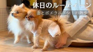 ［休日ルーティーン］愛犬と過ごす幸せな時間 l お散歩　#ポメラニアン  #犬のいる生活