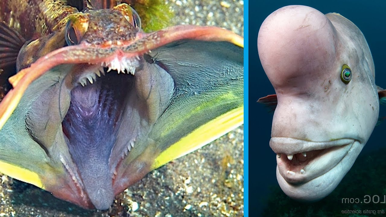 Worlds Strangest Animals Ever