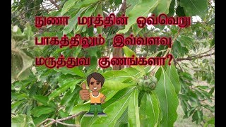 நுணா || மஞ்சணத்தி பழம் இலை பட்டை வேரின் நன்மைகள் || Morinda tinctoria tree full benefits