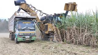 รถตัดอ้อย! Sugarcane Harvester Thailand, ทีมงานพูนทรัพย์พืชผล