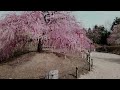 ぶらり　絶景のしだれ梅『鈴鹿の森庭園』