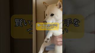 賢い犬は壁に手をつくらしい。#shorts #柴犬 #犬