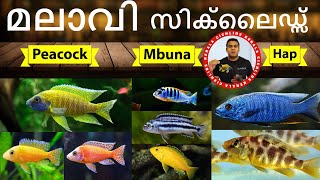 The Peaceful Peacocks, Bold Mbunas and Predatory Haps: Understanding Lake Malawi Cichlids Malayalam