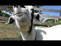 goatlog the afro goat 2014 05 19 20 22