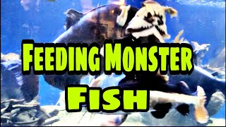 FEEDING THE MONSTER FISH - OHIO FISH RESCUE