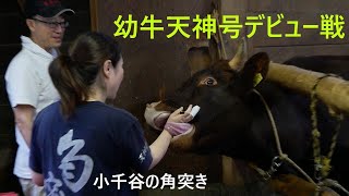 天神号デビュー戦 【小千谷の角突き】2020年10月場所