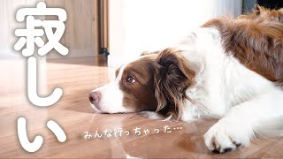 冬休みが終わりみんな居なくなって寂しくなってしまったボーダーコリー・・・