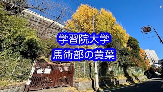 学習院大学馬術部の黃葉