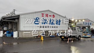 【市場に衝撃が走る】巨大怪魚を販売『一色さかな村』過去最大級