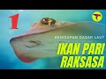 IKAN PARI RAKSASA  | IKAN PAUS HIU | WOOOW.. SEREEM |Bag, 1 , #shorts #ikanpariraksasa #ikanpaushius