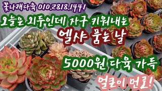 자구 키우는 엘샤를 소개합니다! 5000원 다육이도 많아요~잘 생긴 먼로가 들어왔어요!  꽃나래다육 010.2818.1441 *유료광고포함*