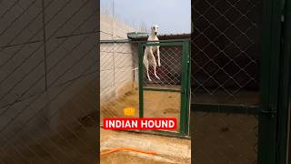 Indian Hound Dog Breed 👹 #shorts #dog #dogs