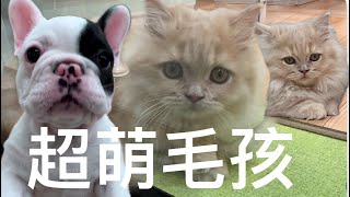 不用上猫咖啡館，在日本東京的這裡，有超萌的毛孩們！