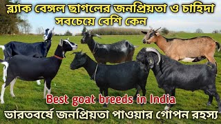 The demand for Black Bengal goat in India ভারতবর্ষে ব্ল্যাকবেঙ্গল ছাগলের  চাহিদা সবচেয়ে বেশি কেন