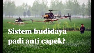 Serba Canggih, Beginilah Sistem Budidaya Padi Petani di Jepang