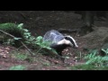 das eurasian badger blaireau européen mäyrät meles meles