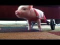 Pig in Wheelchair - Chris P Bacon