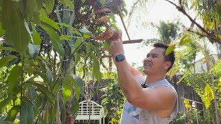 Pruning, Staking Down and Foliar Feeding Tropical Fruit Trees