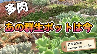 「あの群生ポットは今」　多肉生産者「pukupuku taniku」