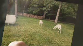 Reward offered in arrest of suspect accused of killing albino deer