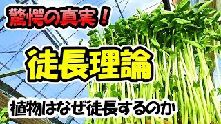 【育苗のプロが教える！】徒長理論「植物はなぜ徒長するのか」徒長の原因と対策